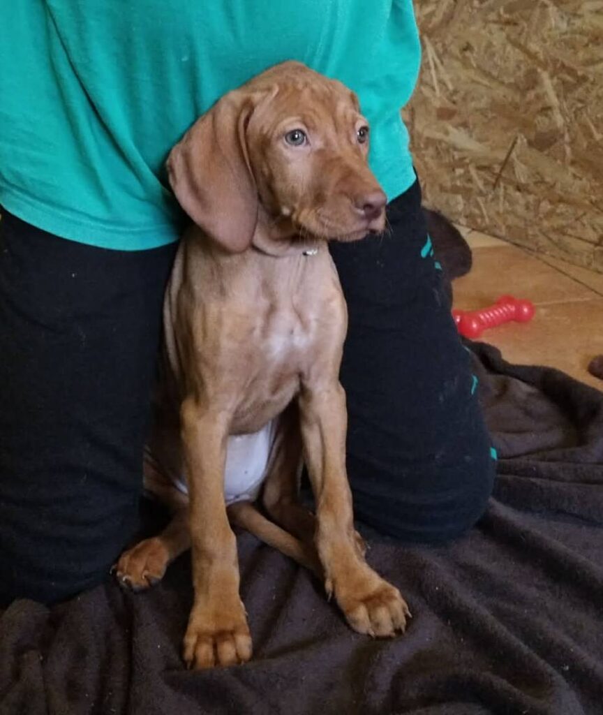 Braunes Hundekind sitzt geduldig