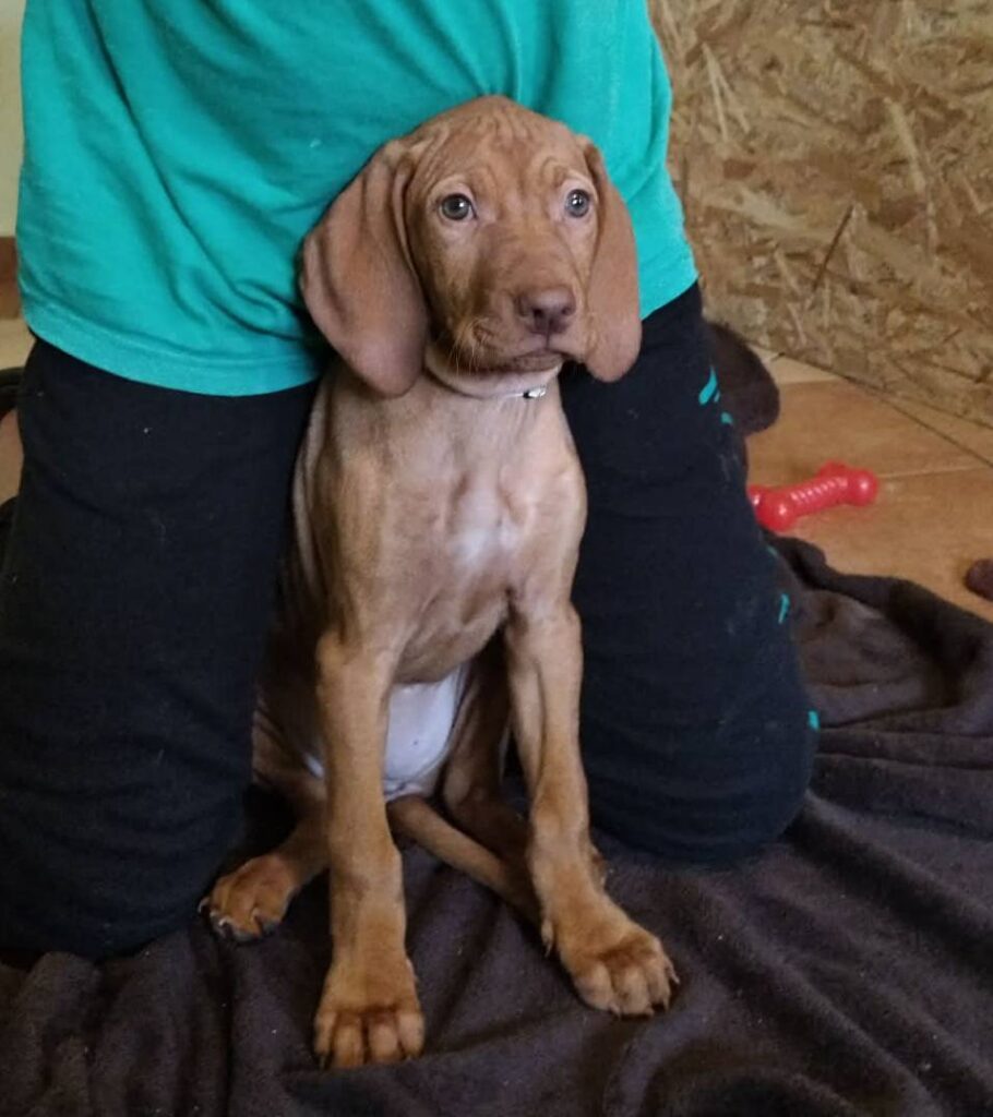 Brauner Vizsla Welpe sitzt