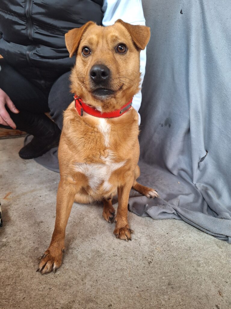 Brauner Hund mit rotem Halsband
