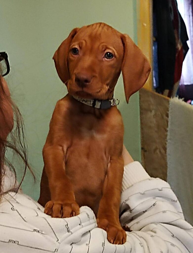 süßer Vizsla Welpe sitzt auf Schulter