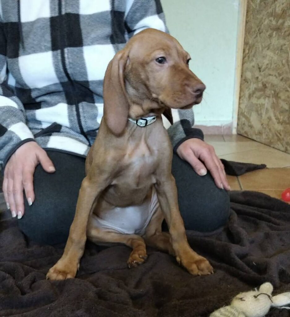 Brauner Vizsla Welpe sitzt