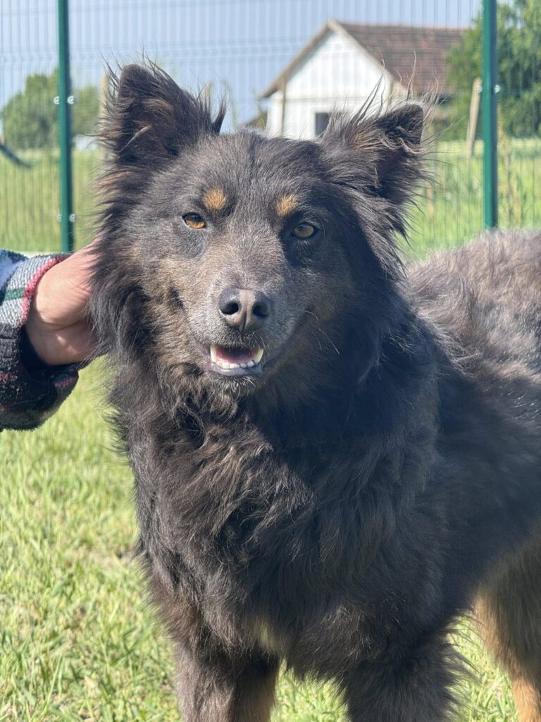 Hündin streichelt Hund