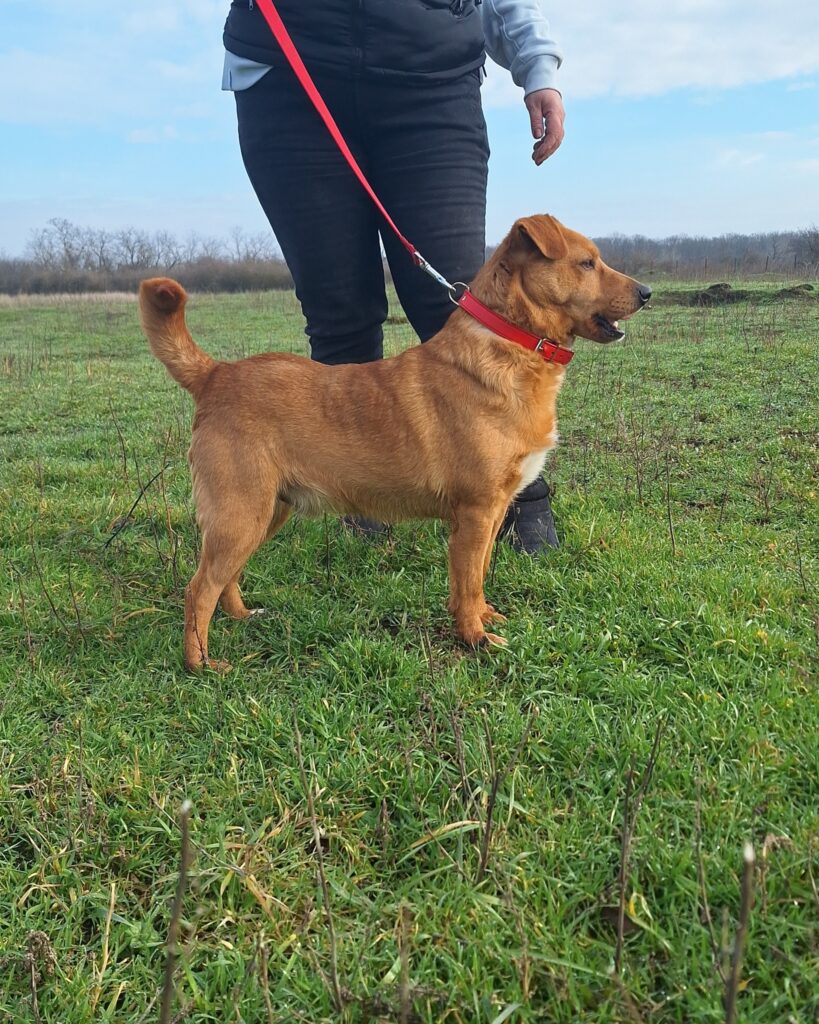 Brauner Hund an roter Leine
