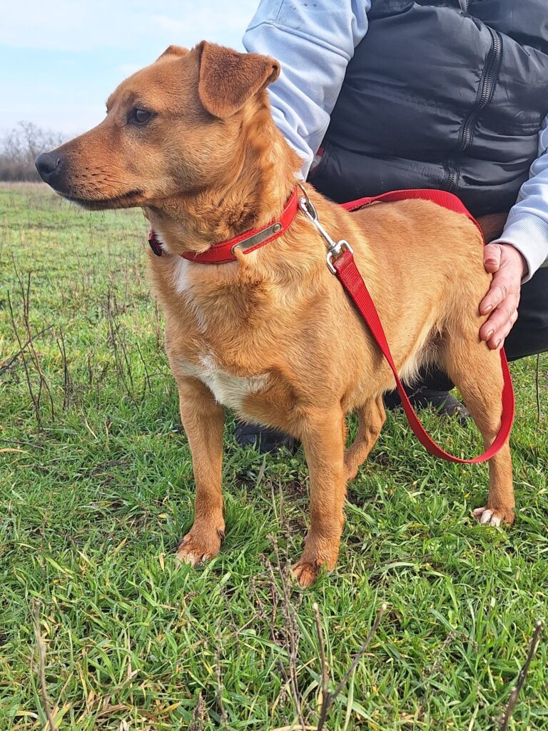 Brauner Hund mit rotem Geschirr
