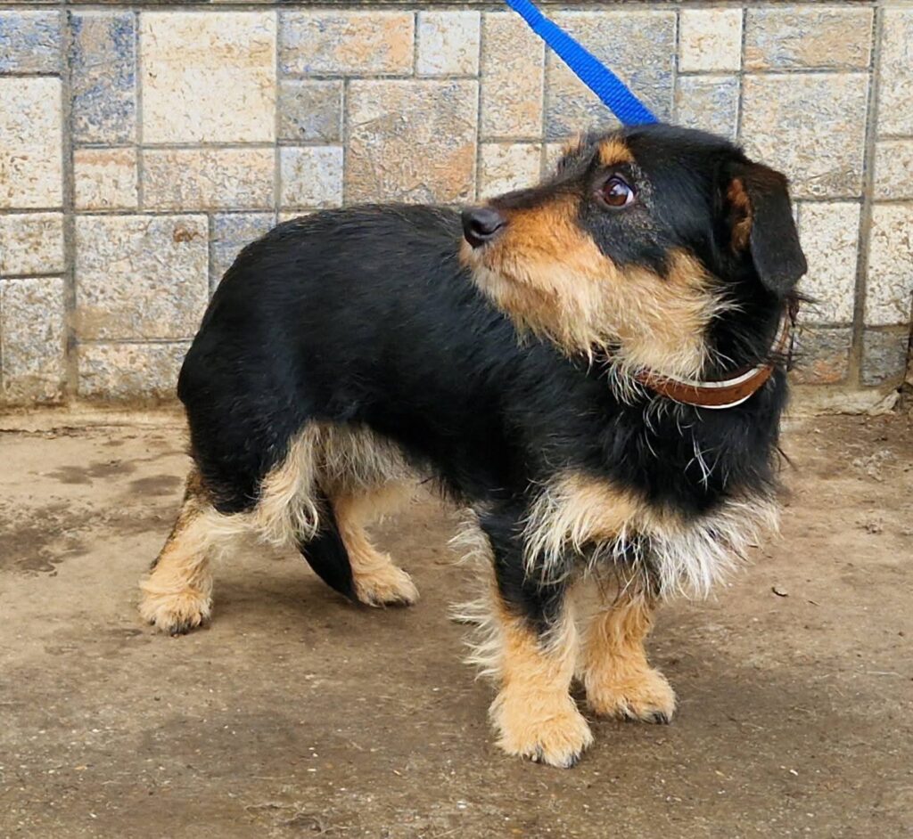 Kleiner Hund steht auf Beton