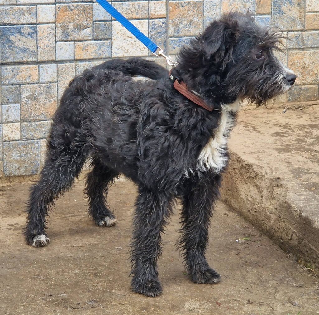 Schwarzer, zotteliger Hund wartet