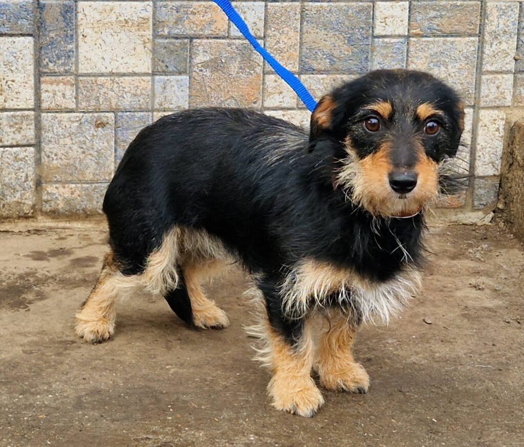 Kleiner Hund auf Leine