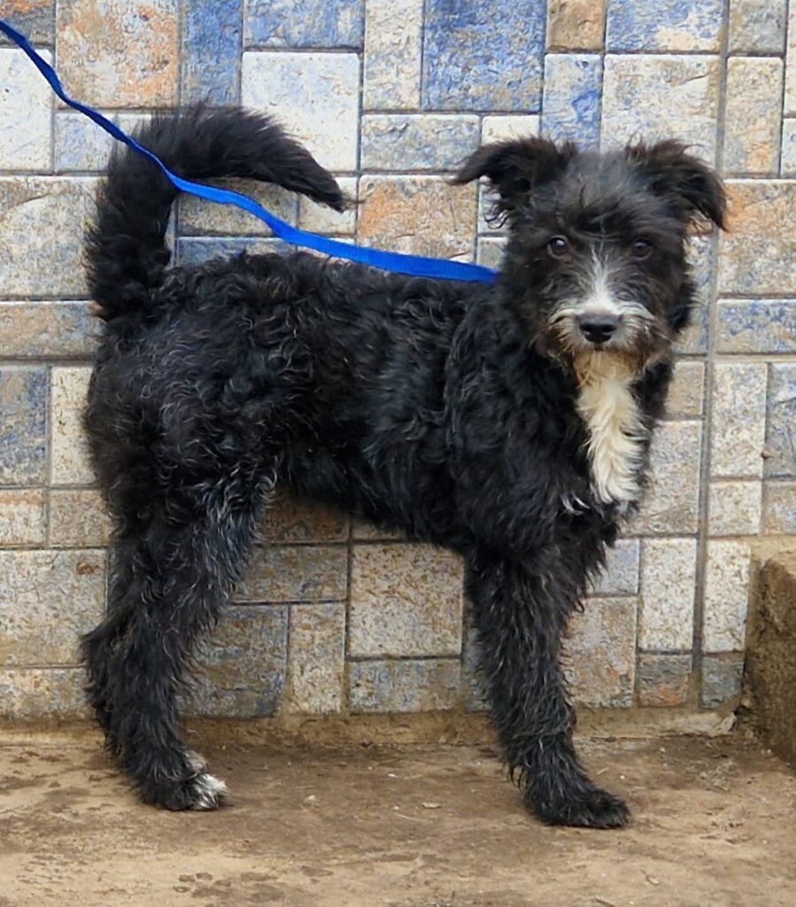 Schwarzer Hund auf Leine