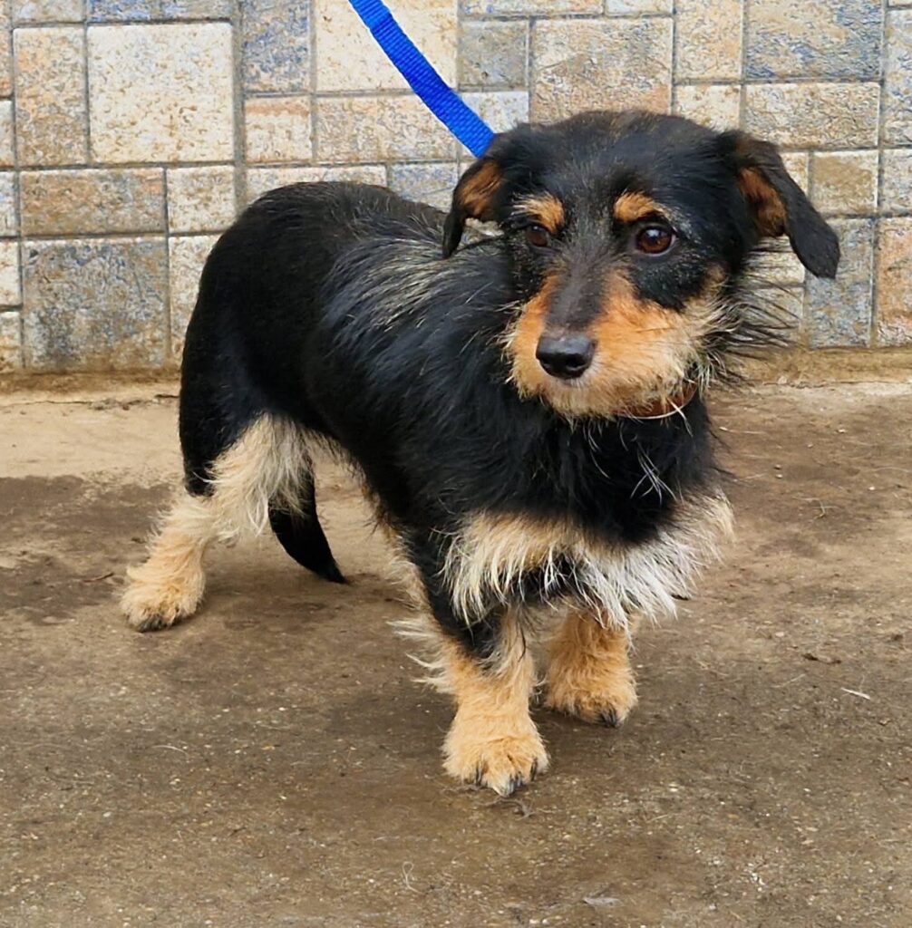 Kleiner, zotteliger Hund mit Leine