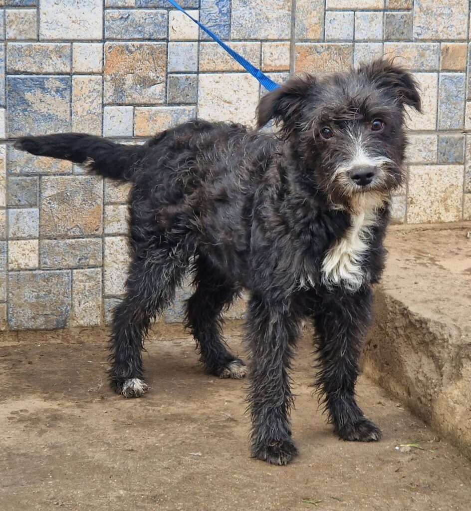 Schwarzer Hund mit weißer Brust