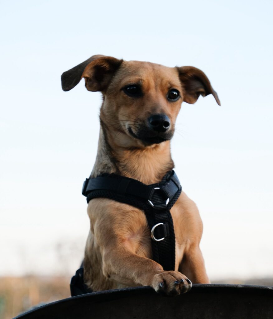 Braun Hund mit Geschirr