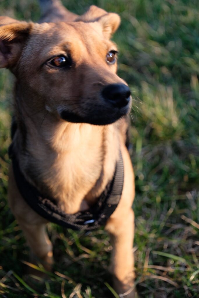 Süßer brauner Hund im Gras