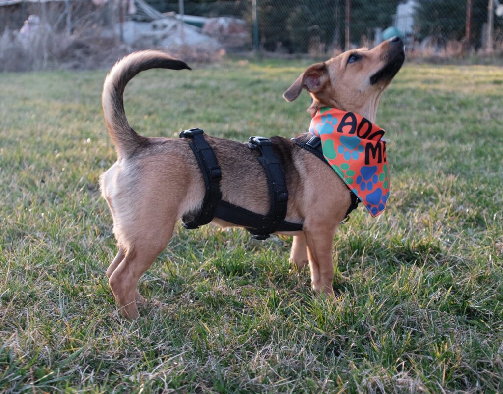 Brauner Hund mit Bandana