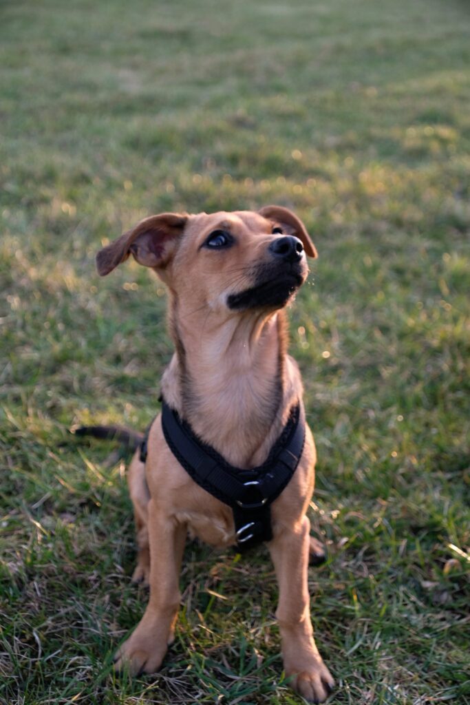 Brauner Hund im Geschirr