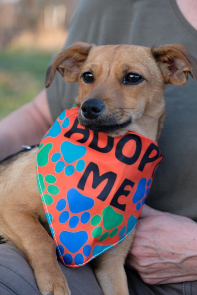 Süßer Hund mit "Adoptiere Mich"-Bandana