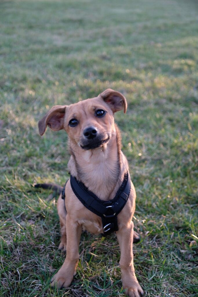 Brauner Hund im Gras