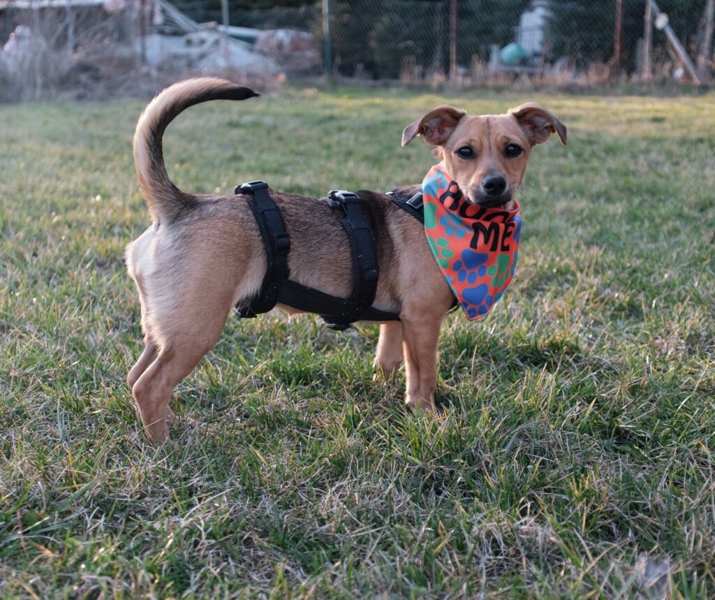 Hund mit Geschirr und Halstuch