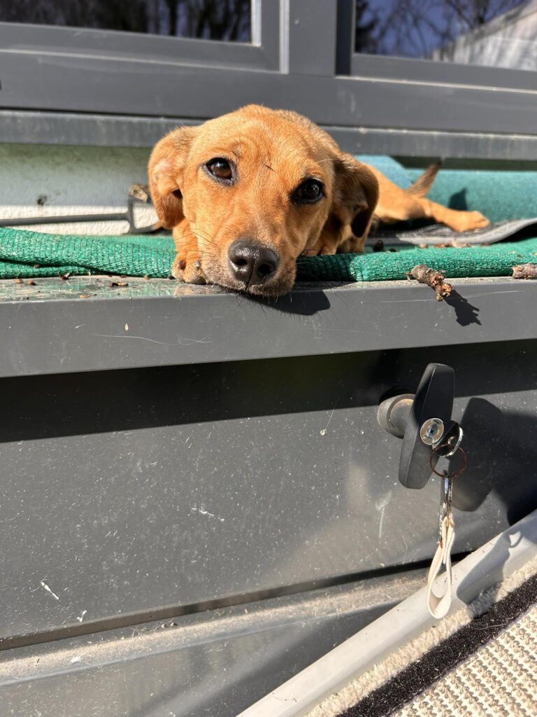Brauner Hund wartet auf Sonne