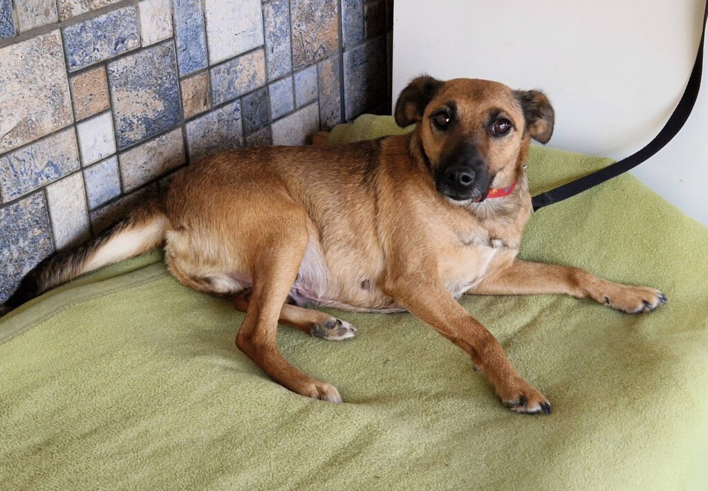 Brauner Hund liegt auf Decke