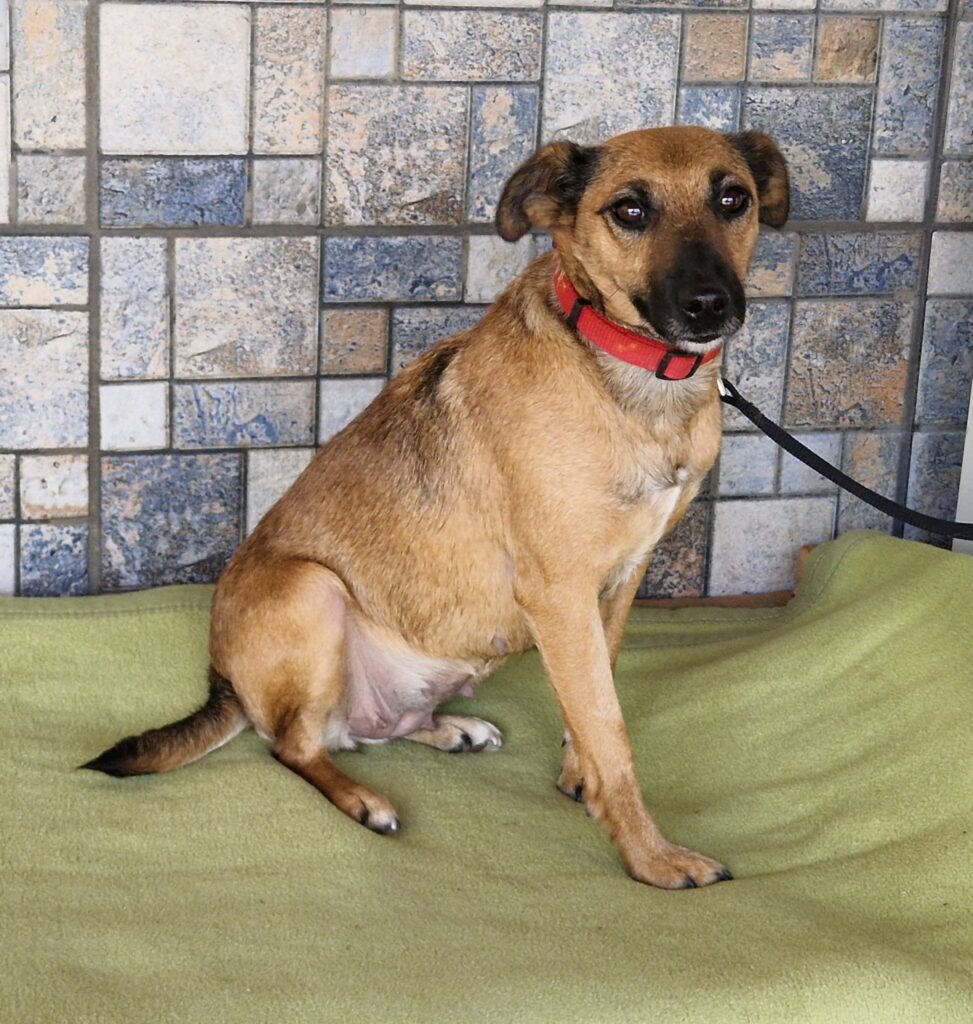 Brauner Hund sitzt auf Decke