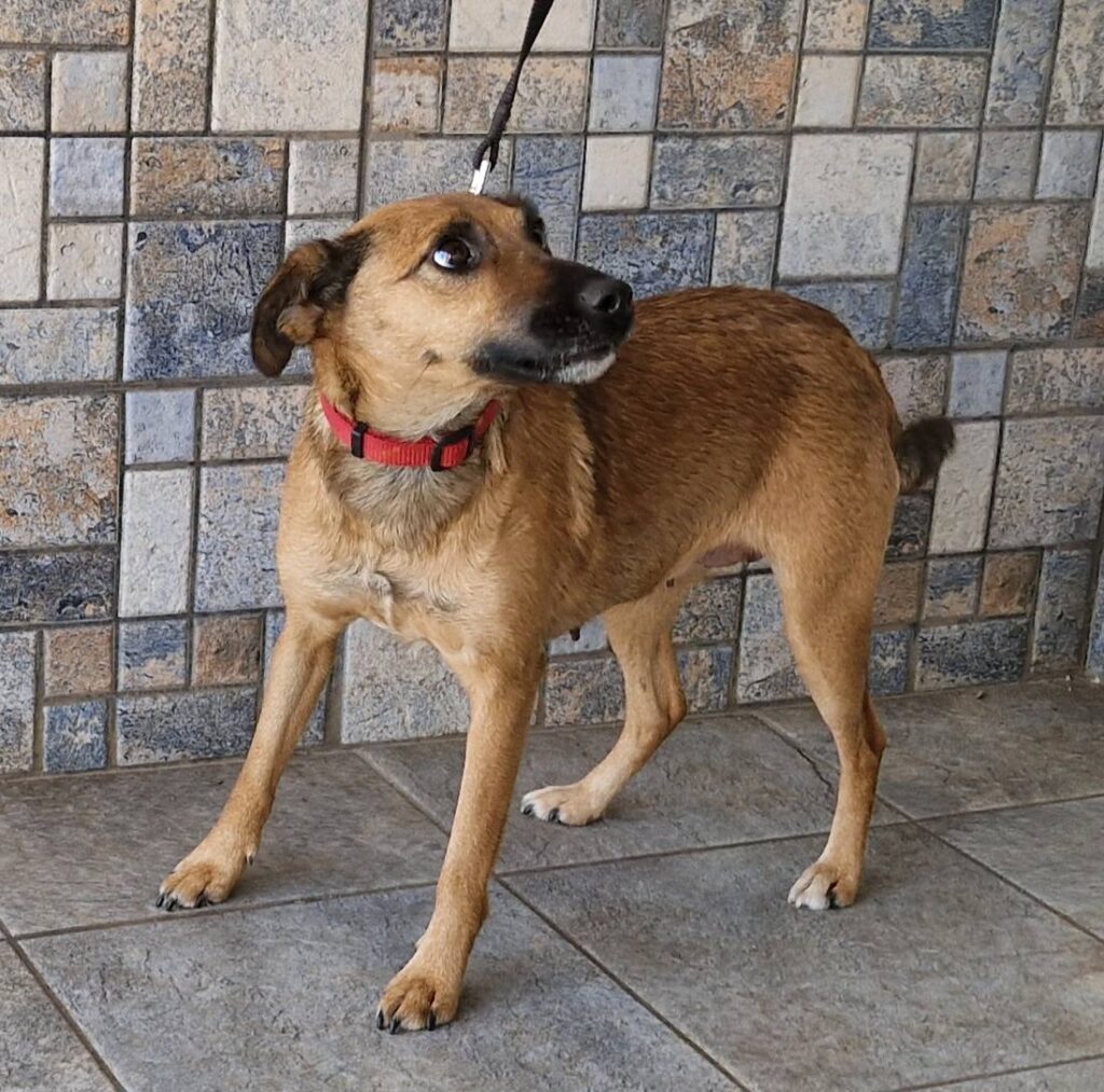 Brauner Hund mit rotem Halsband