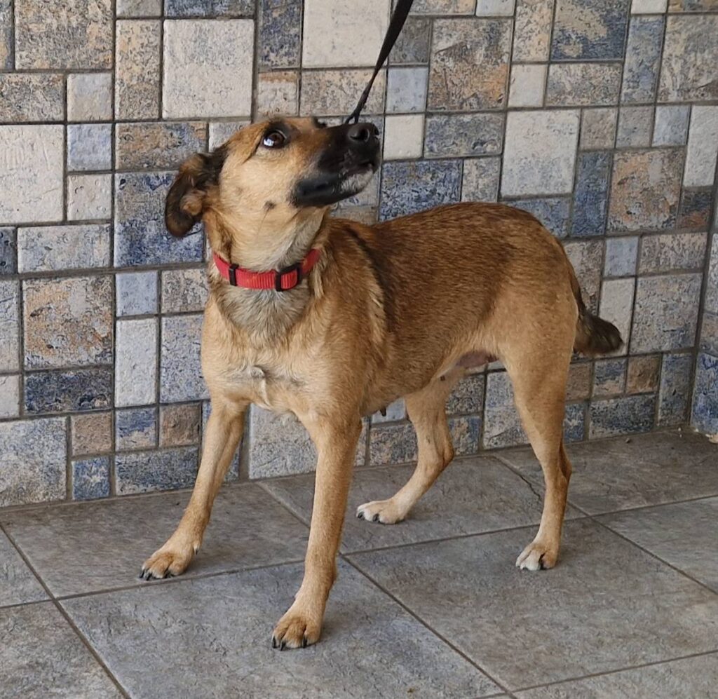 Brauner Hund mit rotem Halsband