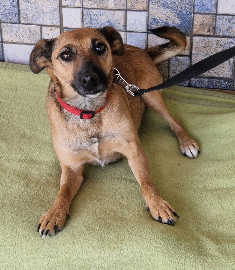 Kleiner Hund mit rotem Halsband