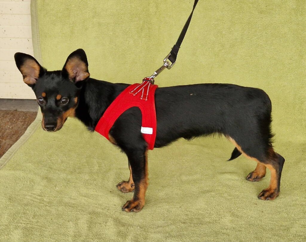 Kleiner Hund im Geschirr