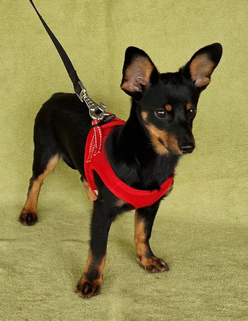 Kleiner Hund mit rotem Geschirr