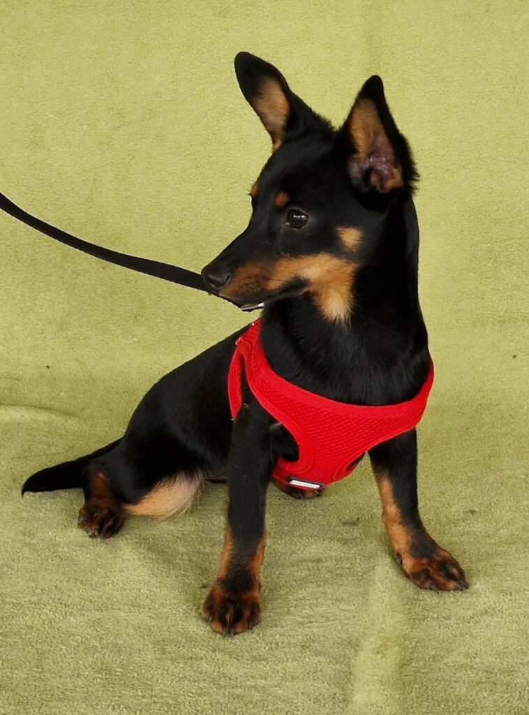 Kleiner Hund im roten Geschirr