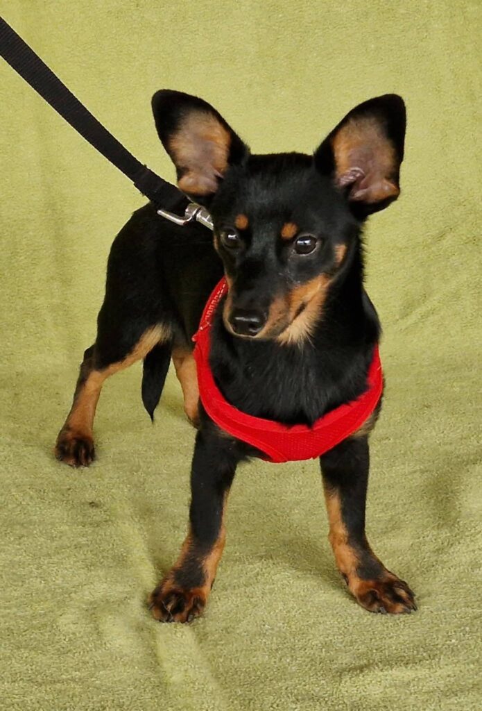 Kleiner Hund mit rotem Geschirr