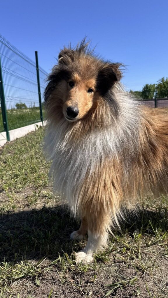 Felliger Collie im Freien