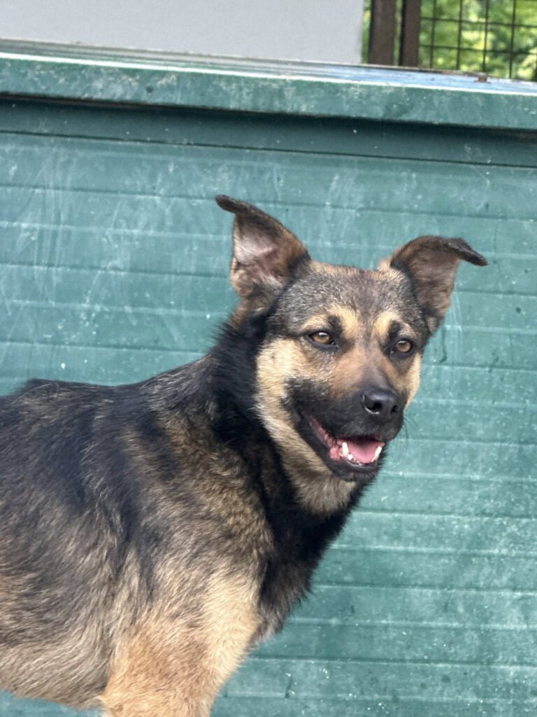 Hund im Freien