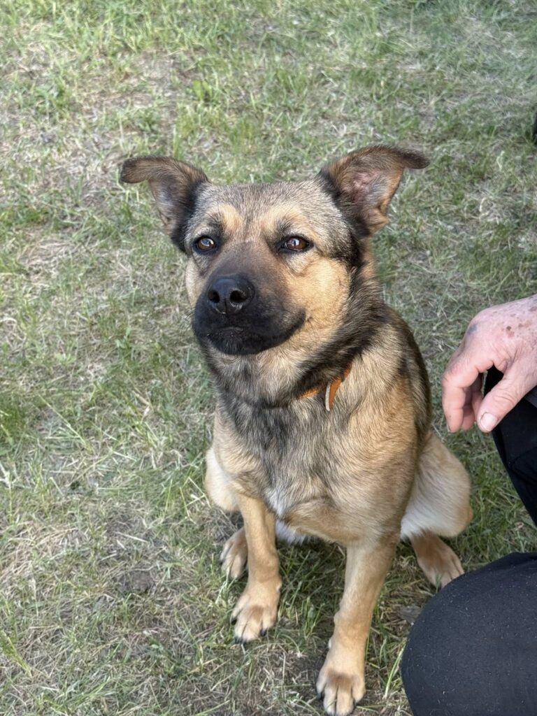 Brauner Hund im Gras