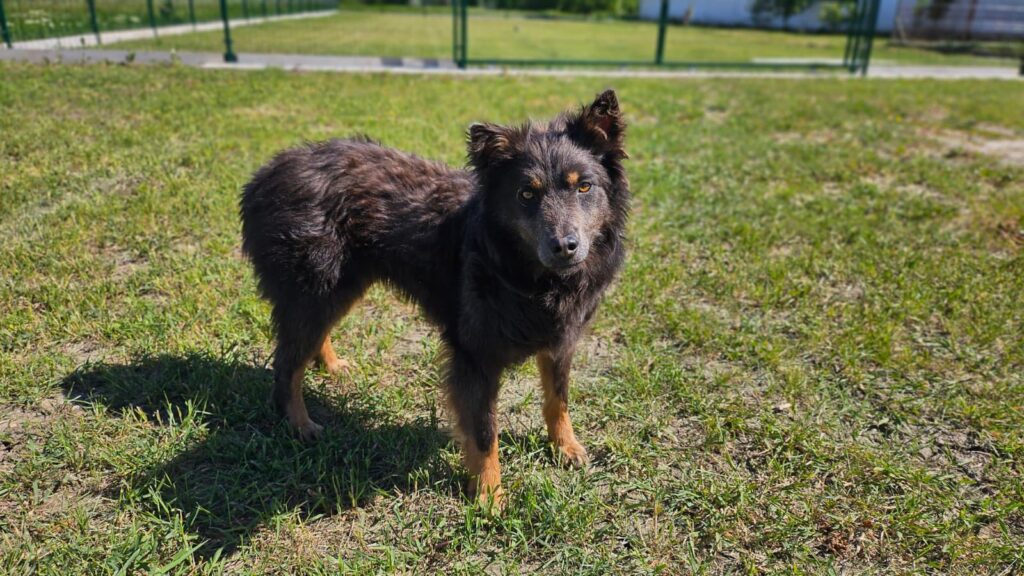 Hund auf Gras