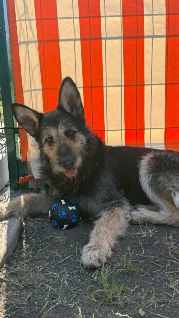 Hund mit Ball