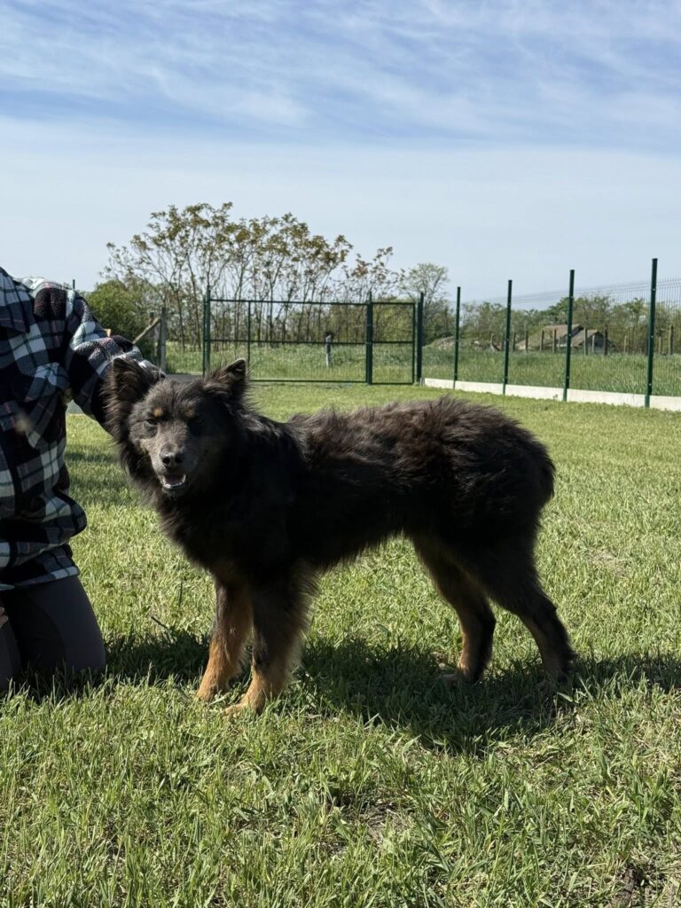 Schwarzer Hund auf Rasen
