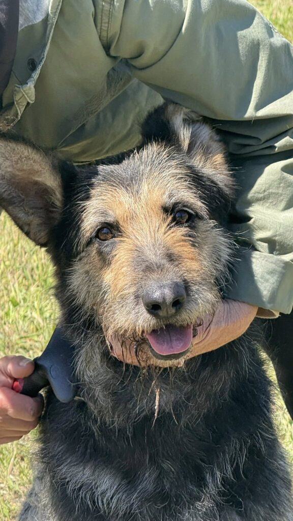 Schöner Hund blickt fragend