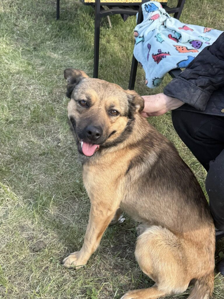 brauner Hund sitzt glücklich