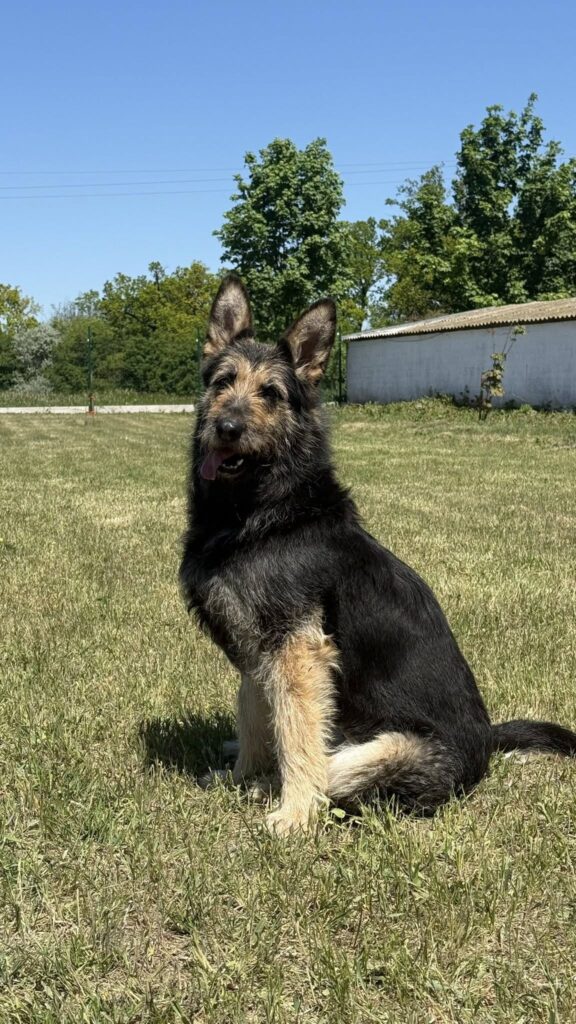Sitzender Hund auf Gras