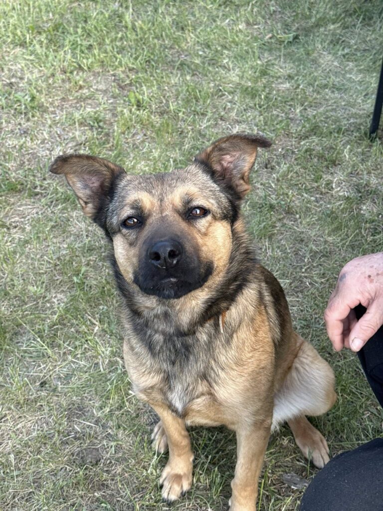 Brauner Hund sitzt im Gras