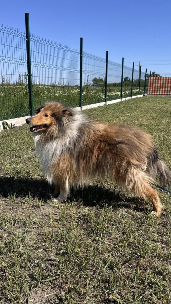 Rauer Collie steht auf Gras