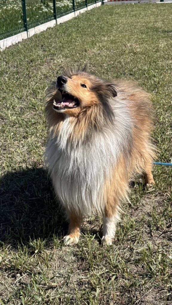 Langhaariger Collie bellt fröhlich