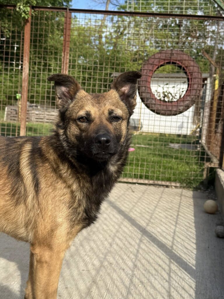 Brauner Hund im Zwinger