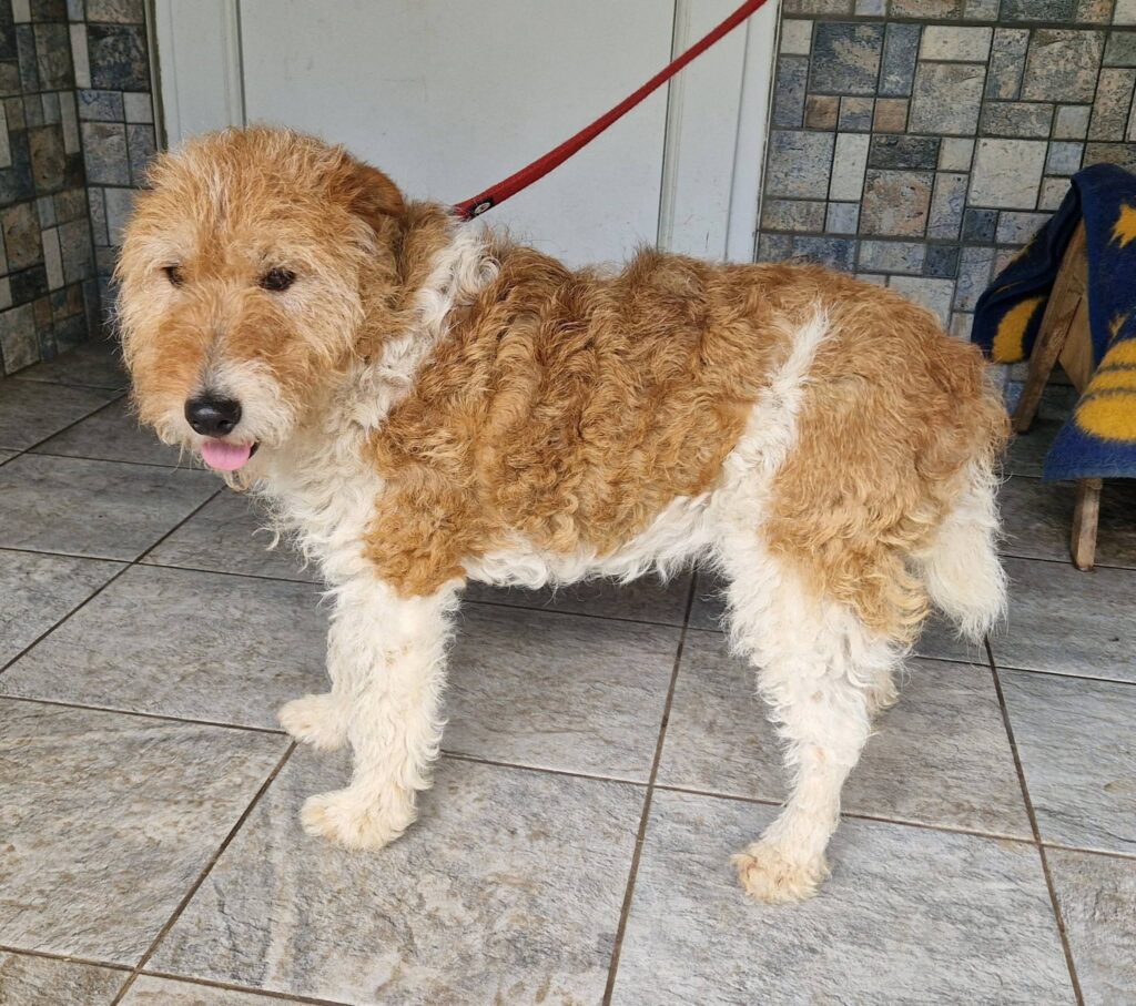 Brauner Hund mit weißen Flecken
