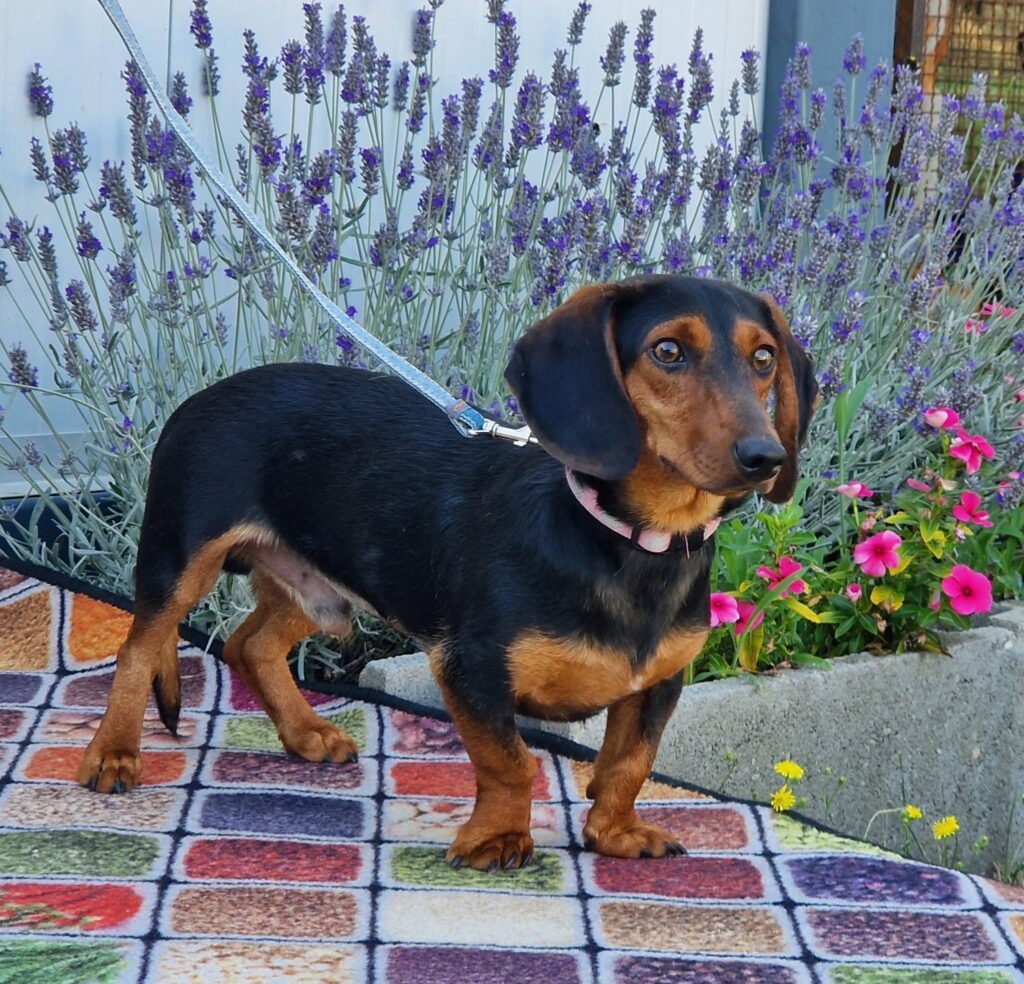 Dachshund vor Lavendel