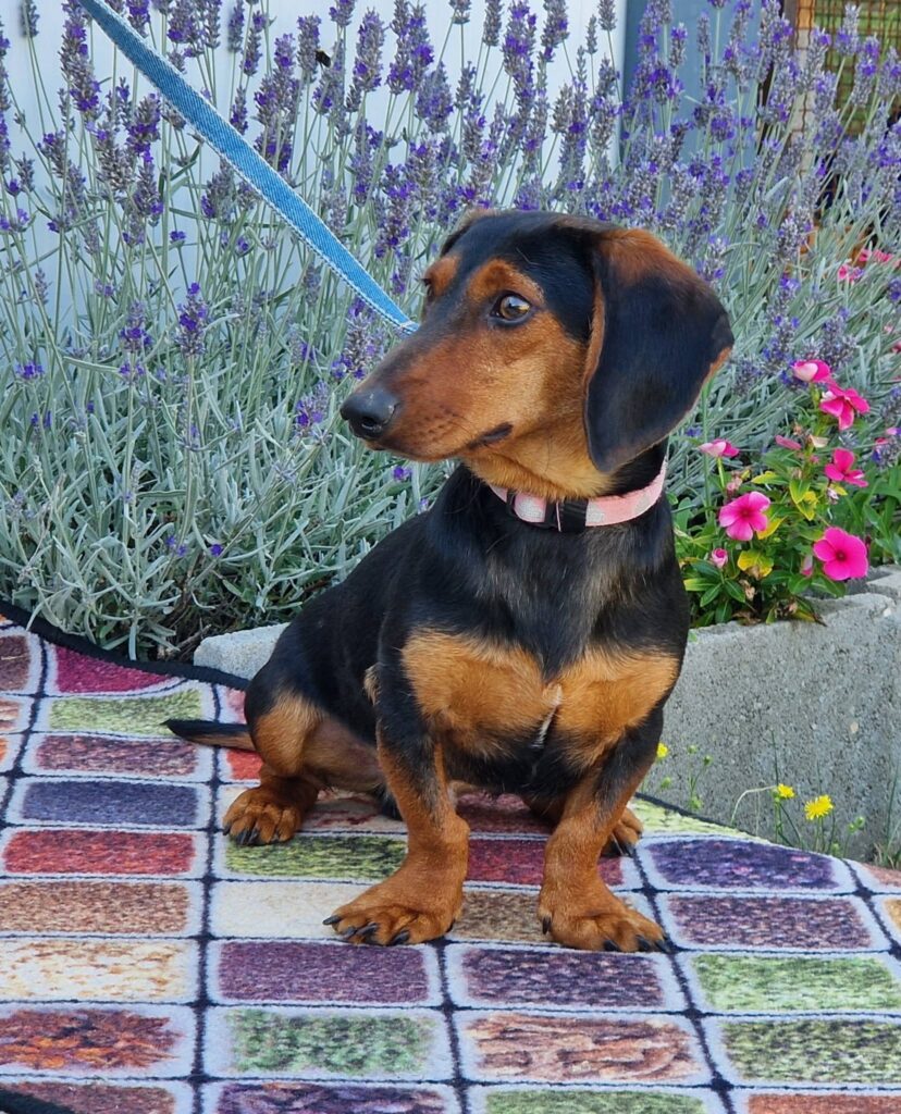 Dachshund auf Decke