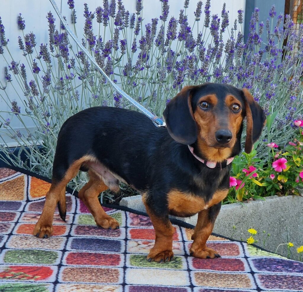 Dackel steht im Lavendel