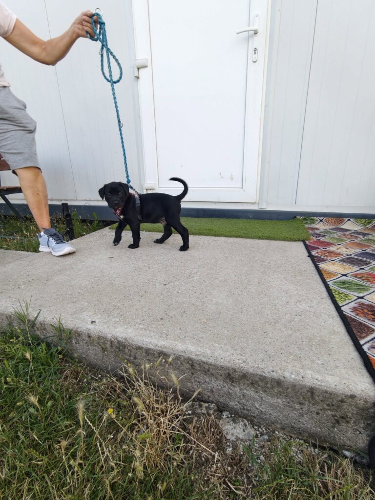Kleiner schwarzer Hund mit Leine