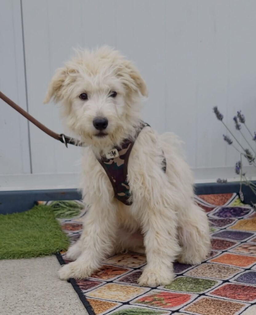 Süßer weißer Hund